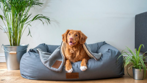 Ideas de espacios para perros en apartamentos en renta